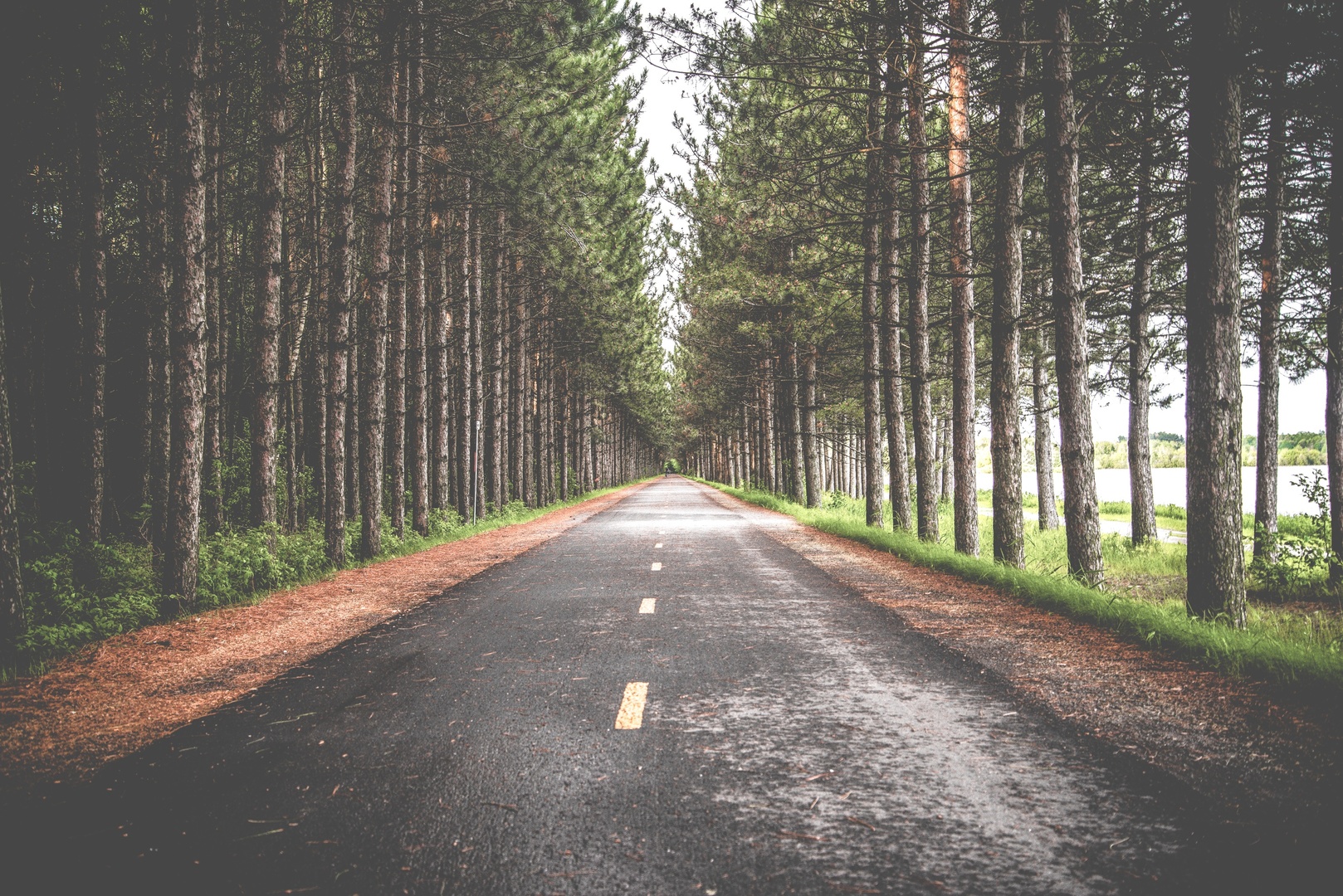 tree-forest-road-trail-sunlight-morning-4342-pxhere.com_